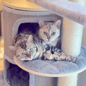 Meet your Posher, Lina